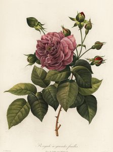 Bengal gülü, Rosa chinensis çeşidi, Büyük yapraklı Bengal by Langlois Langlois