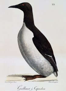 Dünya Çapında Pitoresk Yolculuktan Common Guillemot (Uria aalge)
