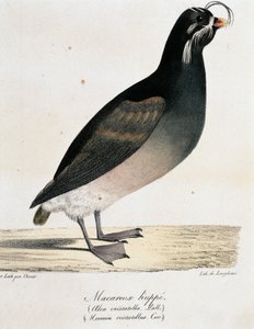 Dünya Çapında Pitoresk Yolculuktan Tepeli Auklet (Aethia cristatella)