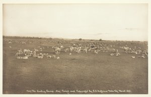Kuzulama Kampı, 1894.