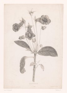 Gloxinia Gloyinia (nesne üzerindeki başlık) by Laure Devéria