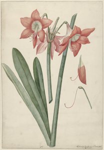 Amaryllis Haoorthia Margaritiferas by Laurens Jacobsz. van der Vinne