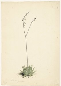 çiçekli Aloe by Laurens Vincentsz. van der Vinne