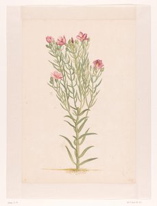 Pembe çiçekli bitki (nesnedeki başlık) by Laurens Vincentsz. van der Vinne