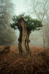 Antik Bonsai, 2025 (fotoğraf) by Lee Cooper