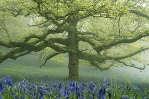 Ancient Greens 2, 2025 (fotoğraf) by Lee Cooper