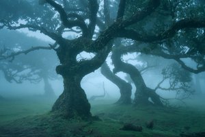Ancient Order, 2025 (fotoğraf) by Lee Cooper