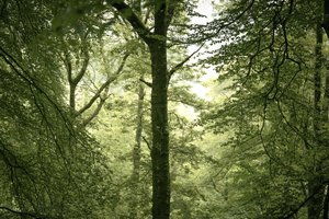 Branchline, 2024 (fotoğraf) by Lee Cooper
