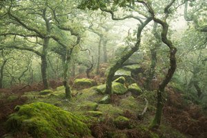Dewerstone, 2024 (fotoğraf) by Lee Cooper