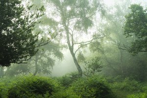 Echoes in Green, 2024 (fotoğraf)