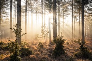 Emberwood, 2023 (fotoğraf) by Lee Cooper