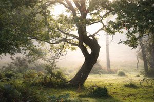 Rainroot, 2023 (fotoğraf)