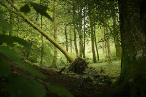 Sentinel Ağacı, 2024 (fotoğraf)