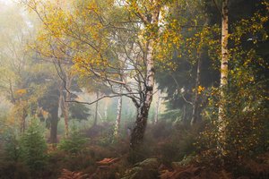 Tales of Madeira, 2024 (fotoğraf) by Lee Cooper