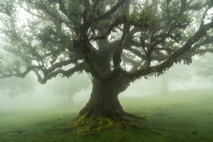 Orman Masalları, 2025 (fotoğraf)