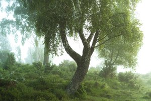 Orman Masalları III, 2024 (fotoğraf)