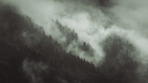 Tangled, 2022 (fotoğraf)