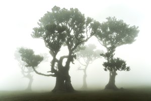 Orman Kalıntıları, 2023 (fotoğraf) by Lee Cooper