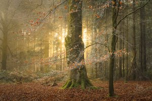 The Hollowing, 2023 (fotoğraf)