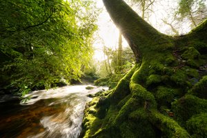 Twilight Grove, 2024 (fotoğraf)