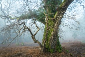 Wild Silence, 2025 (fotoğraf) by Lee Cooper