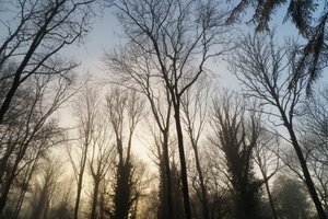 Woodland Reverie, 2023 (fotoğraf)