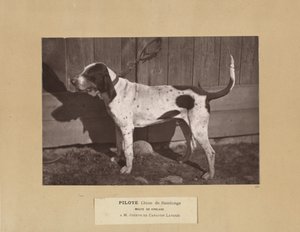 Pilot, Saintonge Köpeği, Virelade Paketi, AM Joseph de Carayon Latour