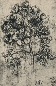 Brambles Spreyi, c1480 1945 by Leonardo da Vinci