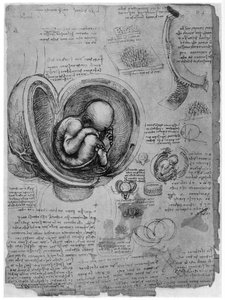 Rahimdeki bir insan fetüsünün anatomik çizimi, c1510 1954 by Leonardo da Vinci