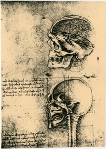 Anatomik taslak, bir insan kafatasının iki çalışması, c1489 by Leonardo da Vinci