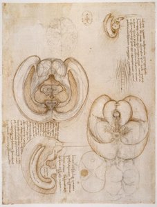 anatomi eğitimi by Leonardo da Vinci