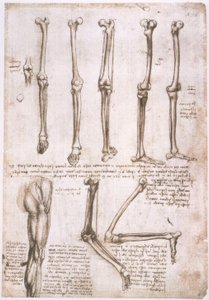anatomi eğitimi by Leonardo da Vinci