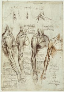 anatomi eğitimi by Leonardo da Vinci