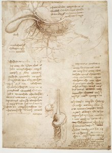 anatomi eğitimi by Leonardo da Vinci