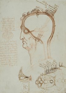 anatomi eğitimi by Leonardo da Vinci