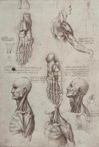anatomi eğitimi by Leonardo da Vinci