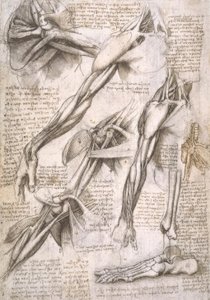 anatomi eğitimi by Leonardo da Vinci