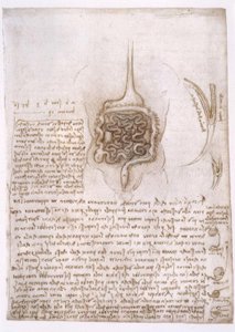 anatomi eğitimi by Leonardo da Vinci