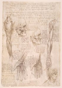 anatomi eğitimi by Leonardo da Vinci