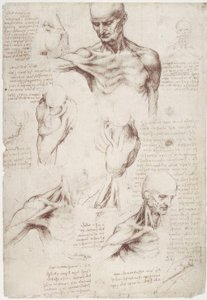 Anatomi çalışmaları: boyun ve omuzun yüzey kasları by Leonardo da Vinci