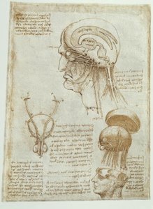 Anatomi çalışmaları: beyin, karıncıklar ve kafa sinirleri / erkek by Leonardo da Vinci