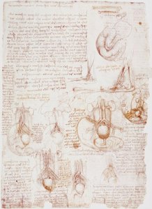 Anatomi Çalışmaları: Göbek Kordonu / Fetus ... by Leonardo da Vinci