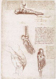 Anatomi Çalışmaları: Omuz Yüzey Anatomisi / Ayak Kemikleri by Leonardo da Vinci