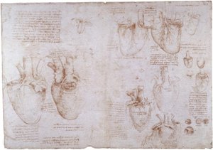 Anatomi Çalışmaları: Yüzey Damarları ... by Leonardo da Vinci