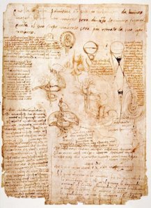 Anatomi çalışmaları: karın organları ... by Leonardo da Vinci