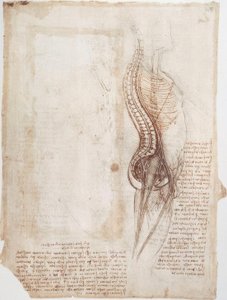 Anatomi Çalışmaları: Omurga ... by Leonardo da Vinci