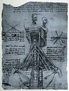 İnsan Boynunun ve Omuzunun Kemik Yapısı, tıpkıbasım kopyası by Leonardo da Vinci