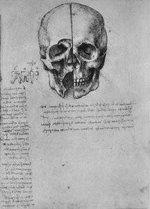 Kafatasının İki Yarım Çizimi, c1480 1945 by Leonardo da Vinci