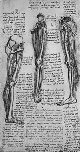 Kemikleri ve Tendonları Gösteren Sol Bacak Çizimleri, c1480 1945 by Leonardo da Vinci