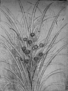 Çiçekli Hücumlar, c1480 1945 by Leonardo da Vinci
